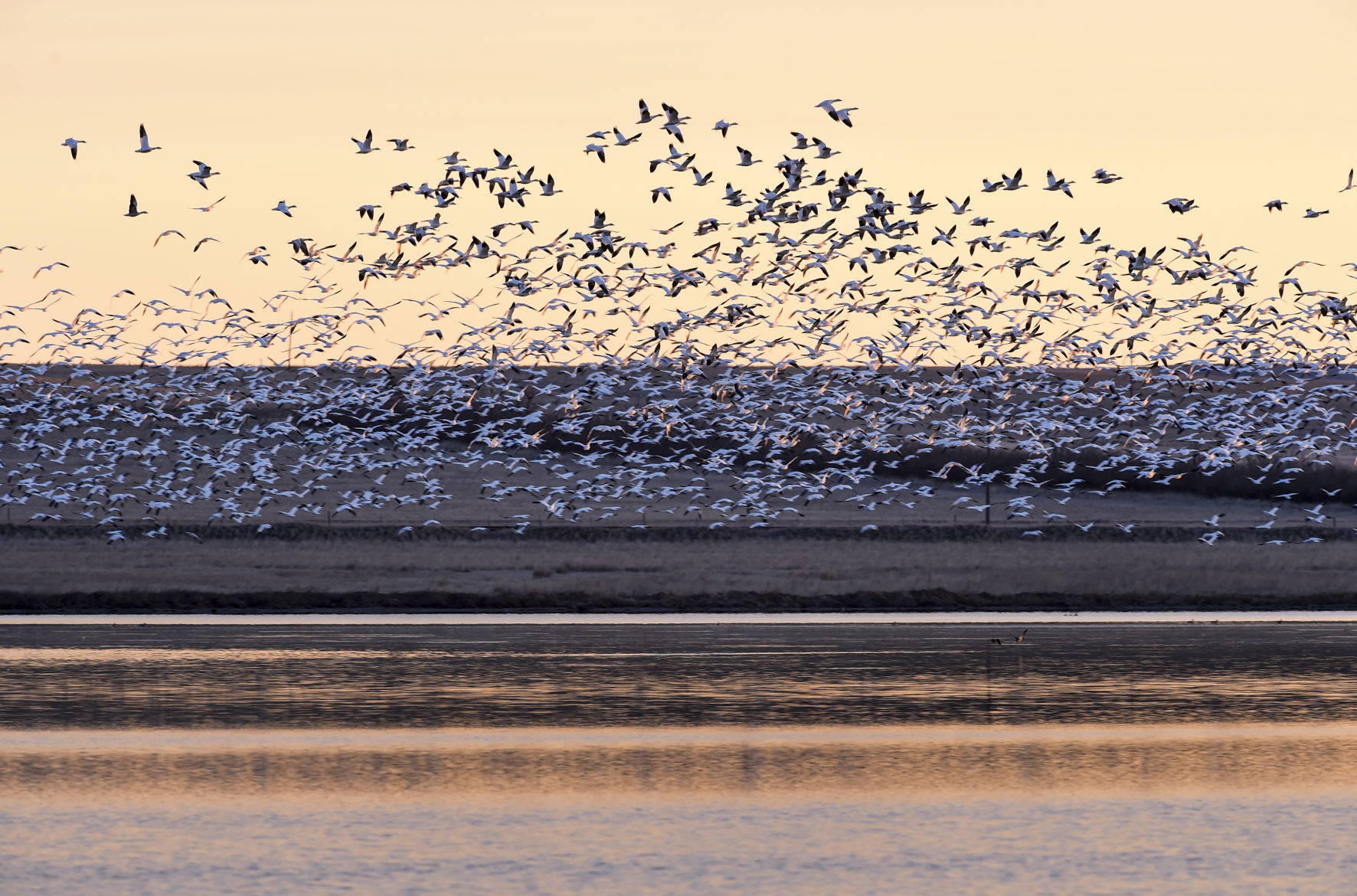 White flight